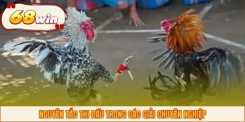 Nguyên tắc thi đấu trong các giải chuyên nghiệp